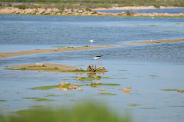 Stilt Looking For Food In The Nature Reserve Platja Des Trenc Mallorca On A Wonderful Sunny Spring Day