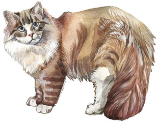 cat siberian vector watercolor illustration 