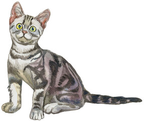 american shorthair cat watercolor vector illustration