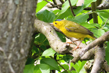 Wilson's Warbler