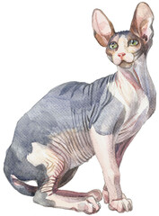 sphinx cat on white watercolor vector illustration 