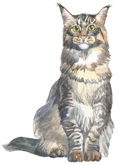 cat maine coon watercolor vector illustrtion