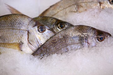 Wildcaught Scup, also known as Porgy, on ice