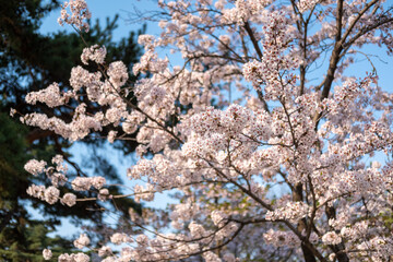 Cherry Blossoms in spring with Soft focus, at Yeongdeungpo Yeouido Spring Flower Festival in Seoul, South Korea