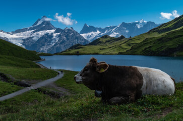 Swiss cows grazing on Lake Bachalpsee on a sunny day, Swiss alps, Bernese Oberland