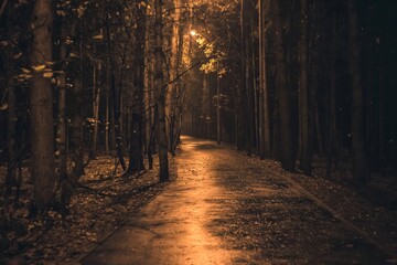 Pathway In Forest In Autumn Night Among Trees. Calm Landscape With Warm light