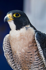 Observant Falcon