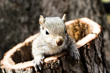 Fototapeta premium squirrel in the tree