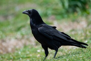 corbeau 