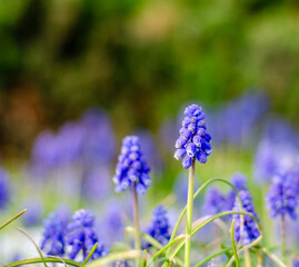 Flowers of western Germany in spring close-up