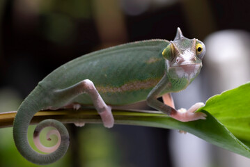 Baby veiled chameleon on a tree branch