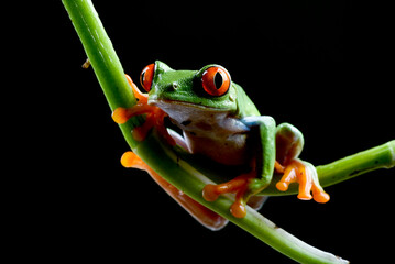 Red-eyed tree frogs in the tree branch