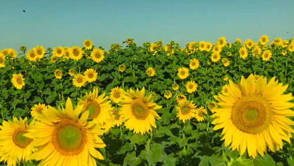 field of sunflowers in summer Sunflower crop field trees green yellow flowers leaves blue sky clouds