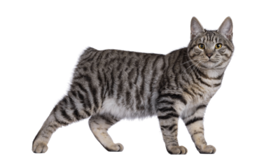 Excellent typed young Kurilian Bobtail cat kitten, standing side ways showing pattern and butt. Looking straight to camera. Isolated cutout on a transparent background.