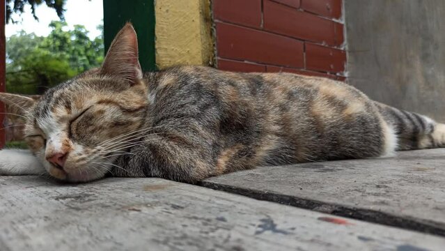 cute face of a sleepy cat