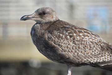 Close Up with a Gray Feathered Seagull