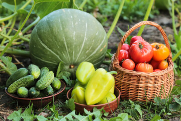 Summer vegetables harvest in garden. Pepper, cucumber, freshly harvested tomato on garden bed with...