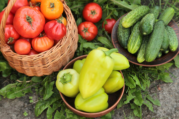 Summer vegetables harvest in garden. Pepper, cucumber, freshly harvested tomato on garden bed in grass close up top view