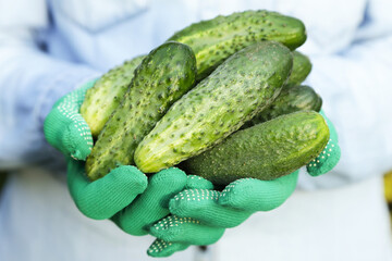 Сucumber harvest in farmer hands in gloves close up macro. Harvesting fresh organic cucumbers vegetables in hand in garden