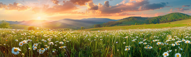 Beautiful spring and summer natural panoramic pastoral landscape with blooming field of daisies in the grass in the hilly countryside - obrazy, fototapety, plakaty