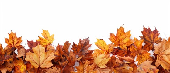 Naklejka na ściany i meble Autumnal maple leaves border isolated on white background, panoramic view Generative AI
