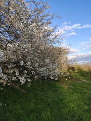 Belle photo ou beau plan d'un cerisier ou arbuste japonais, arbre aux fines fleurs ou pétales blanches, parfait pour un repos sous un belle journée de Soleil, de fort rayonnement, avec ciel bleu