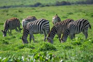 Fototapeta na wymiar A herd of zebras are grazing in a grassy field