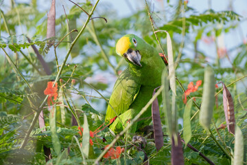 An inquisitive Yellow-crowned Parrot perched in a tropical Pride of Barbados tree in a garden