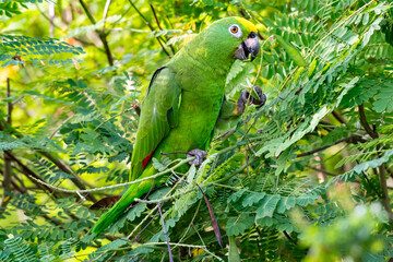 Green Parrot with beak open eating seeds in a tree in a tropical garden