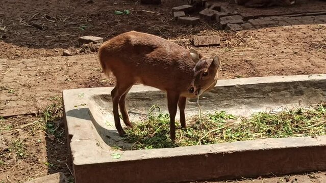 Bawean deer from Indonesia