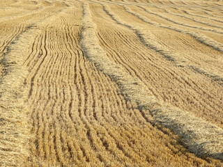 harvested wheat field in a sunny summer day close shot eye level