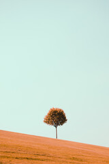 Tree sits in a down hill minimalistic teal and orange landscape