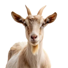 Fotobehang cute white goat © msroster