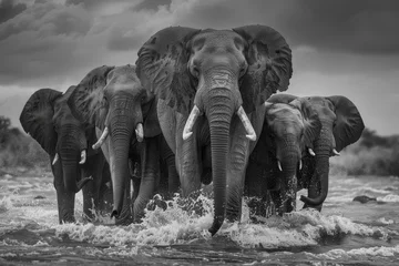 Foto op Aluminium A group of elephants are standing in a river, with one of them splashing water © mila103