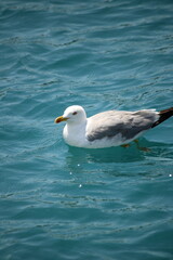 seagull in the water