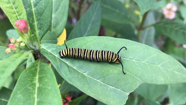 oruga de una mariposa monarca en las hojas de una asclepia