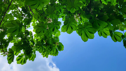 A view from below of the fresh green leaves of a young chestnut tree. Spring green background of chestnut leaves and blue sky. - obrazy, fototapety, plakaty