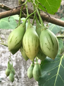 frutos del tomatito del &aacute;rbol. Solanum betaceum 