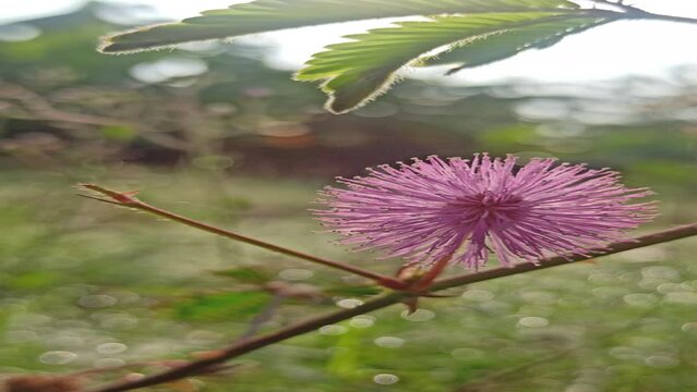 mimosa pudica flower