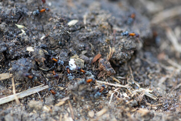 Close-up of a group of ants on the ground, looking for food. Shallow depth of field.
