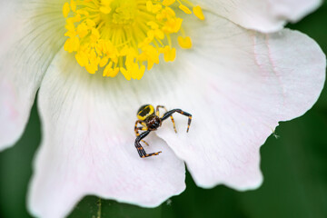 Close-up on a spider siting on a flower. Shallow depth of field. Selective focus