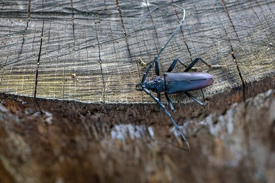 Close-up of a great capricorn beetle sitting on an oak tree . Cerambyx cerdo.