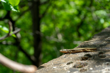 Close-up on small green lizard with a broken tail sitting by the side of a road