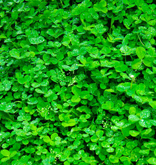 clover on green shamrock background.clover background