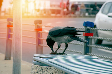 Crow eating fish. Crow with fish in mouth.