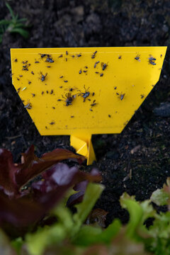 Sticky Trap in vegetable bed
