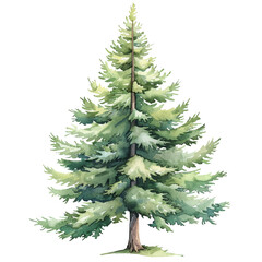 fir tree vector illustration in watercolour style