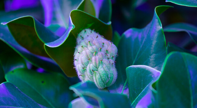 Green Bud