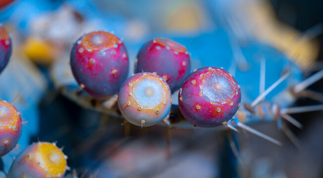 Cactus Fruit