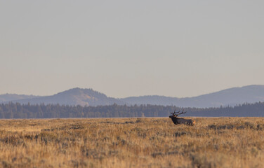 Bull Elk During the Rut in Grand Teton National Park Wyoming in Autumn